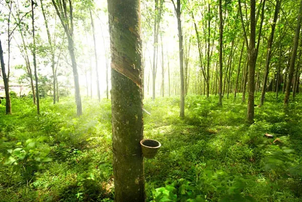 Giá cao su 26/3: Sàn Nhật Bản nối dài đà tăng nhờ đồng Yên yếu và giá dầu phục hồi