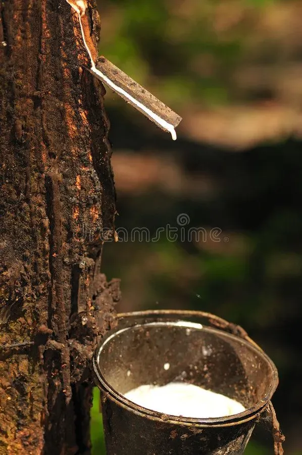 Giá cao su 6/8/2026: Nhật Bản dao động