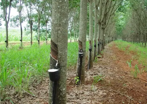 Giá cao su 25/3: Nhật Bản tăng mạnh nhờ hiệu ứng thay thế từ cao su tổng hợp