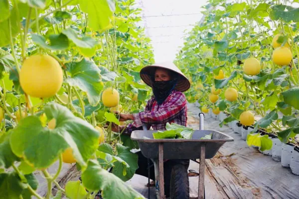 Thị trường nông sản 05/05: Lúa mì Mỹ suy giảm chất lượng, giá dầu thô hỗ trợ thị trường