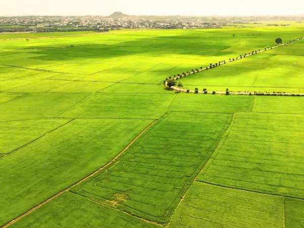 Thị trường nông sản 07/05: Lúa mì lo ngại sương giá, áp lực điều chỉnh đè nặng lên giá ngô