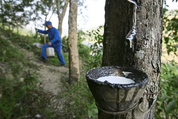 Giá cao su 7/4: Sàn Nhật Bản áp sát ngưỡng 400 yên, chạm đỉnh 1,5 năm