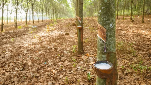 Giá cao su 6/4: Sàn Nhật Bản chạm đỉnh 1,5 năm nhờ giá dầu leo thang