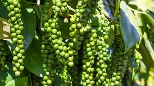Giá tiêu 17/06: Thị trường đi ngang toàn diện, cảnh báo rủi ro giao dịch quốc tế