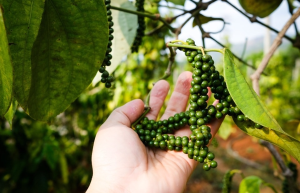 Giá tiêu hôm nay 20/1: Trong nước tiếp tục đi ngang, Việt Nam giữ vị thế nguồn cung chủ lực cho Mỹ