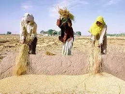 Nông sản 30/04: Lúa mì thế giới mất mùa, đậu tương Nam Mỹ vướng rào cản pháp lý