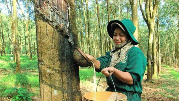 Giá cao su 27/3: Nhật Bản tăng phiên thứ tư liên tiếp, cao su tổng hợp lập kỷ lục mới