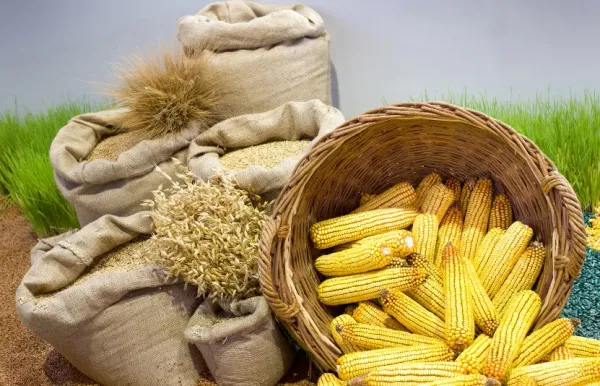Thị trường nông sản 11/05: Lúa mì được hỗ trợ bởi lo ngại nguồn cung, đậu tương chờ tín hiệu thương mại Mỹ - Trung