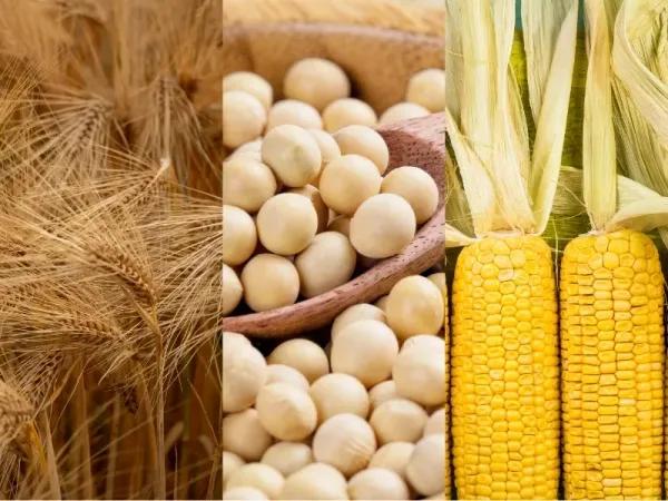 Nông sản 9/9: Lúa mì xuất khẩu chậm, đậu tương Trung Quốc gom mạnh, ngô bứt phá