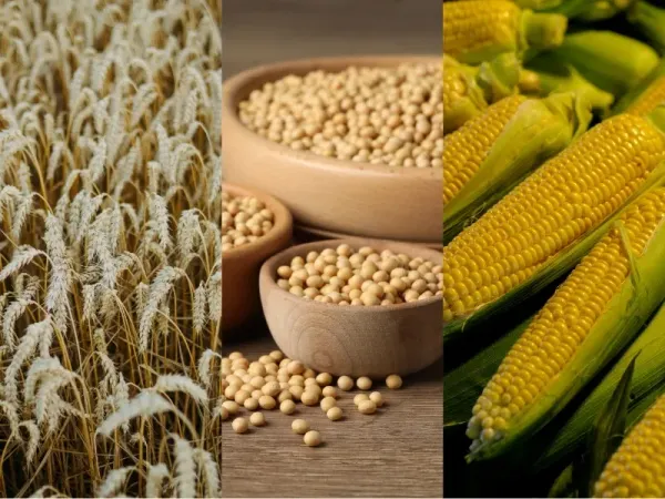 Nông sản 11/9: Trung Quốc gom Đậu tương Mỹ, Lúa mì và Ngô biến động nhẹ