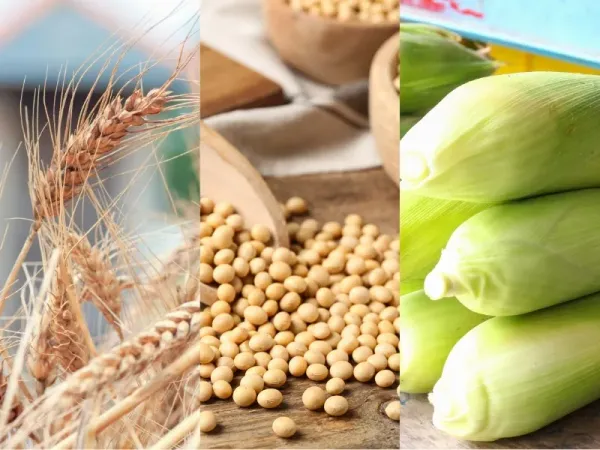 Nông sản 15/9: Trung Quốc gom đậu tương Mỹ, lúa mì và ngô chờ tin Biển Đen