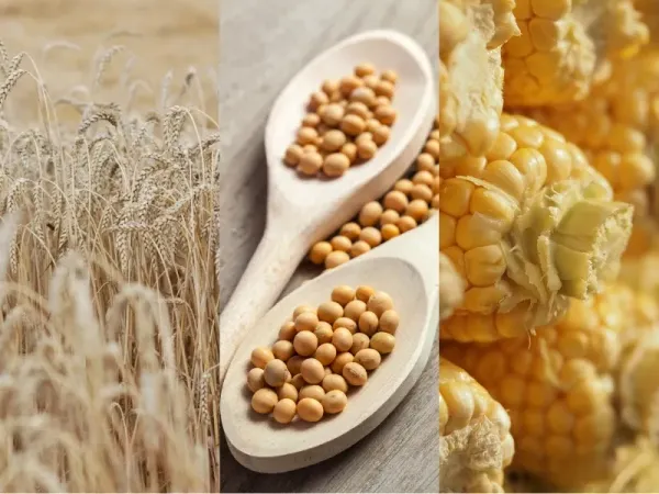 Nông sản 16/9: Đậu tương ép nghiền chạm đáy, ngô Brazil bứt phá, lúa mì đắt hàng