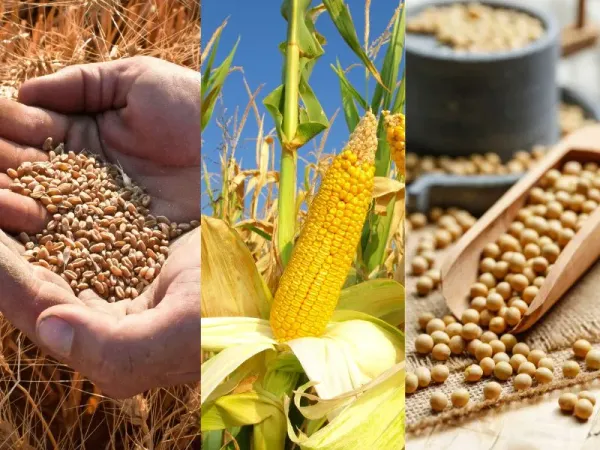 Giá nông sản CBOT giằng co trước áp lực mùa vụ và diễn biến xuất khẩu toàn cầu