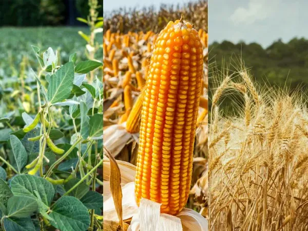 Nông sản 11/06: Nhóm dầu khí