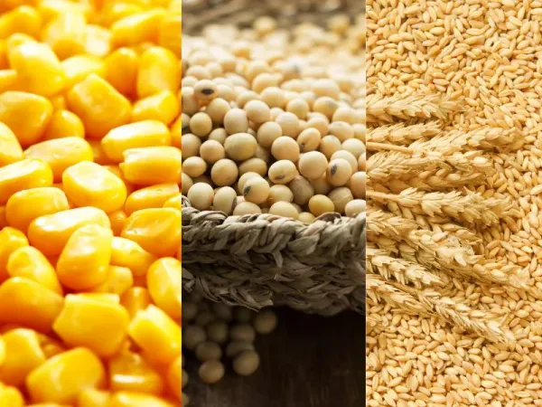 Nông sản 12/06: USDA siết nguồn cung lúa mì Mỹ, làn sóng kỷ lục từ Nam Mỹ nhấn chìm nhóm hạt