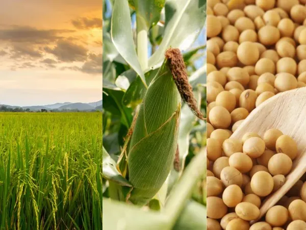 Nông sản 15/06: Thỏa thuận sơ bộ Mỹ - Iran kích hoạt làn sóng bán tháo, giá ngô và lúa mì lao dốc