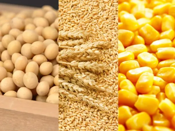 Giá lúa mì giữ đà tăng, đậu tương và ngô chịu tác động từ diễn biến mùa vụ tại Mỹ
