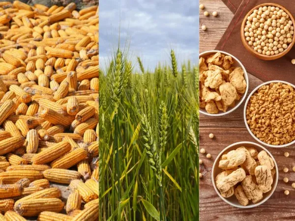Giá lúa mì hạ nhiệt, đậu tương và ngô tiếp tục chịu tác động từ cung cầu và thời tiết