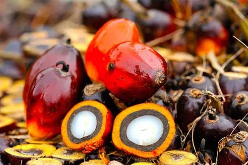 Giá dầu cọ tăng vọt hơn 9% khi mở cửa phiên đầu tuần