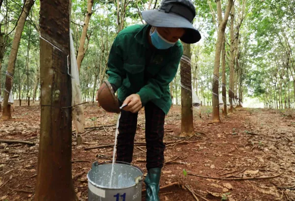 Giá cao su 8/6: Sàn Nhật Bản điều chỉnh giảm trước áp lực nguồn cung cải thiện