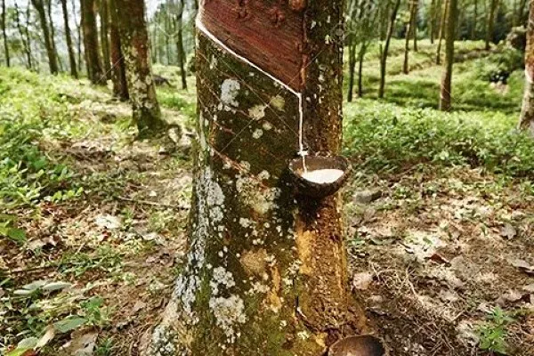 Giá cao su 28/4: Sàn Nhật Bản tăng phiên thứ năm liên tiếp nhờ nguồn cung thắt chặt và giá dầu neo cao