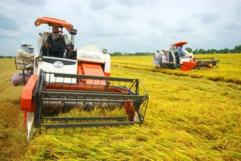 Thị trường nông sản 28/04: Ngành ép dầu Mỹ lập đỉnh, giá phân bón tăng vọt