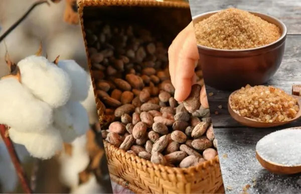 Thị trường ngày 15/9: Bông chịu áp lực từ USD, đường và ca cao chịu ảnh hưởng từ nguồn cung