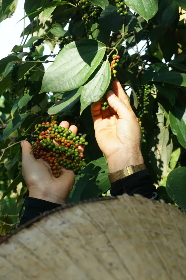 Giá tiêu 3/8: trong nước ổn định, thế giới đi ngang