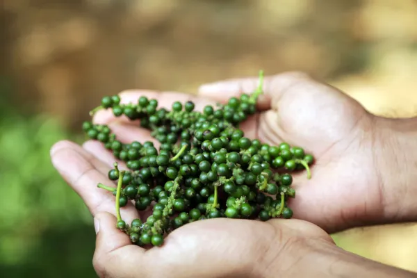 Giá tiêu 4/8: trong nước ổn định, xuất khẩu tăng sản lượng