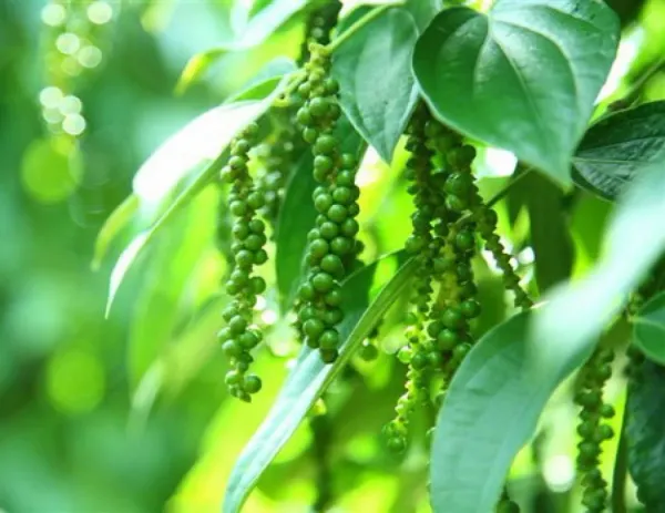 Giá tiêu 29/05: Giá nội địa đứng yên, Đức có xu hướng đa dạng hóa nguồn cung