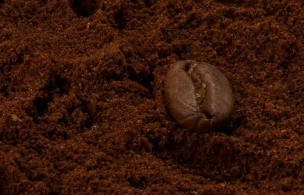 Giá cà phê 15/09: Tồn kho Arabica ở mức thấp nhất trong 26 năm, xuất khẩu tại Brazil gây áp lực giá