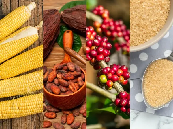 Thị trường hàng hóa 2/9: Giá dầu, đường bứt phá; Vàng phục hồi, Cà phê và Ca cao hạ nhiệt