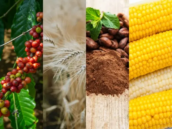 Thị trường hàng hóa 9/9: Dầu Brent vượt 100 USD, Giá Vàng và Đường bứt phá mạnh