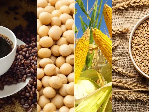 Thị trường hàng hóa 11/6: Dầu và nông sản lao dốc, vàng bứt phá từ đáy, cà phê tăng mạnh