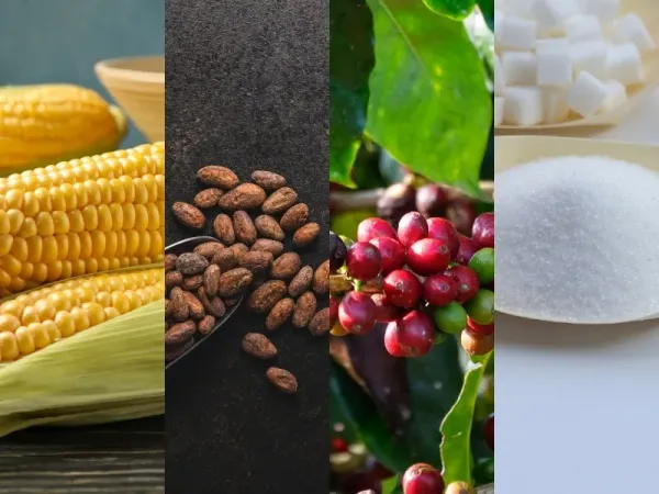 Thị trường hàng hóa 12/8: Giá vàng vọt đỉnh hai tháng, CBOT đồng loạt bứt phá sau báo cáo USDA
