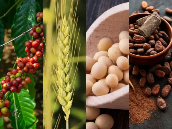 Thị trường hàng hóa 16/9: Giá dầu, vàng suy yếu; cà phê Arabica chạm đáy 10 tuần
