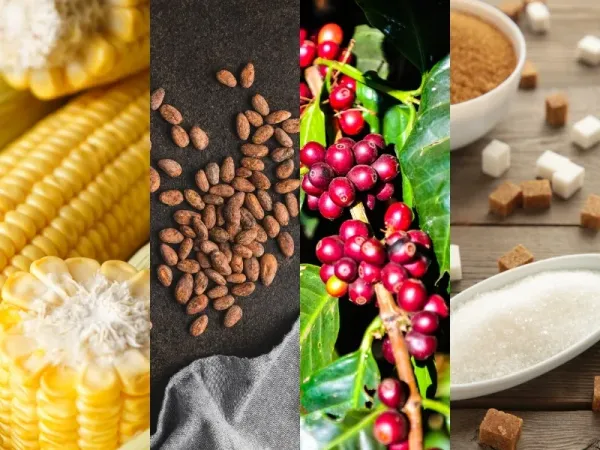 Thị trường hàng hóa 17/8: Giá dầu bứt phá, đường thô và ca cao vọt tăng mạnh