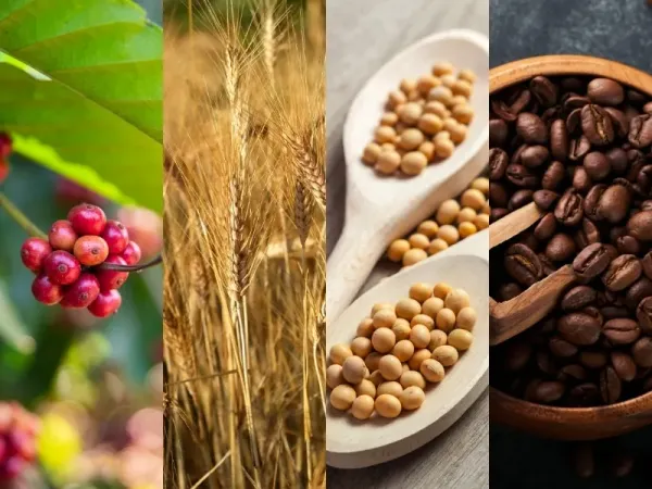Thị trường hàng hóa 17/9: Giá dầu và hàng nông sản giảm mạnh, giá vàng bật tăng
