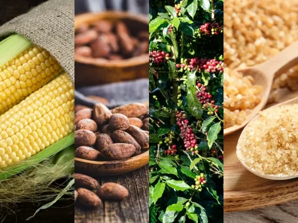 Thị trường hàng hóa 20/8: Giá dầu bứt phá đỉnh 1 tháng; ngô và lúa mì vọt tăng