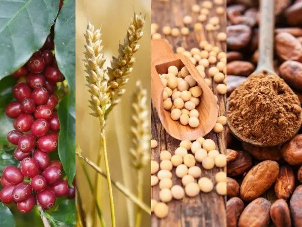 Thị trường hàng hóa 21/9: Giá dầu, vàng và cà phê lao dốc, ngũ cốc bứt phá