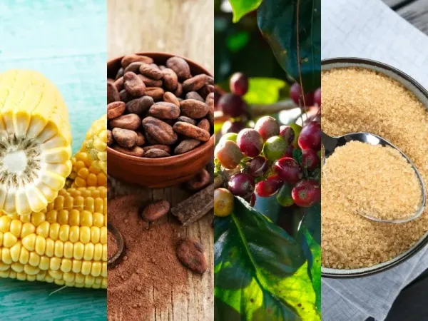 Thị trường hàng hóa 25/8: Giá dầu lao dốc gần 5%; Ngô CBOT bứt phá mốc 5 USD