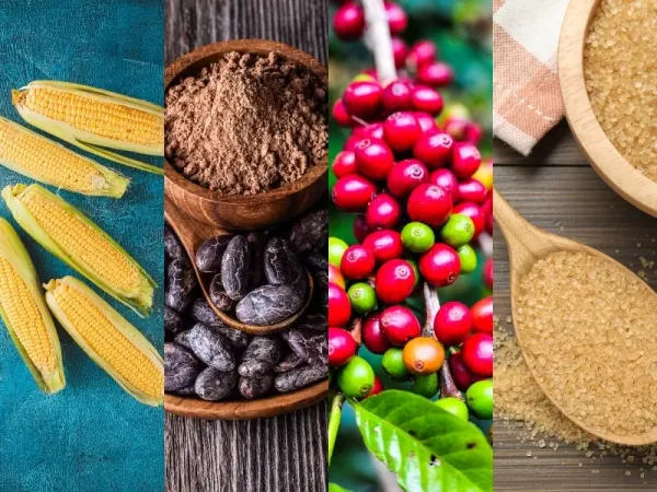 Thị trường hàng hóa 26/8: Lúa mì CBOT tăng kịch trần; Vàng và Cà phê lao dốc