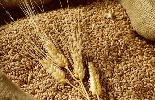 Nông sản ngày 30/01: USD yếu hỗ trợ lúa mì, ngô hút mạnh dòng tiền, đậu tương còn nhiều áp lực