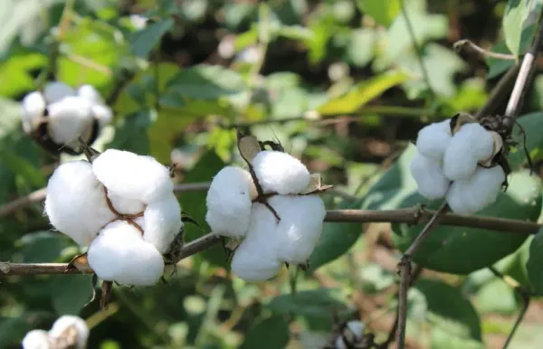 Thị trường nguyên liệu công nghiệp tổng hợp ngày 26/01: Bông có lực đỡ, ca cao chịu sức ép tồn kho, đường neo vùng đáy